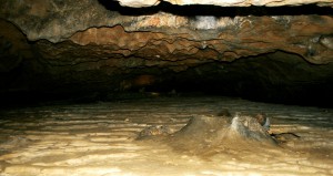 Visite approfondie @ Nestploria / grottes de Gargas