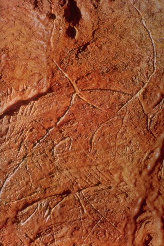 Gargas_grottes_gravures_conque_aurochs_préhistoire_gravettien